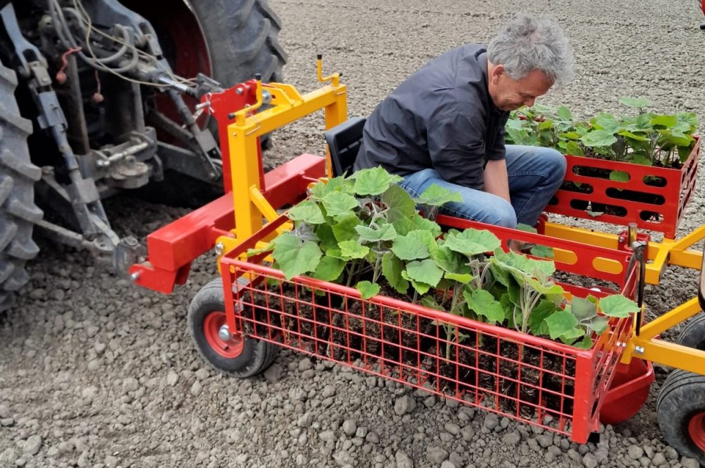 Paulownia's planten en tegelijk druppelslang leggen