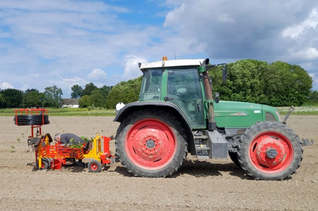 Paulownia's planten en tegelijk druppelslang leggen