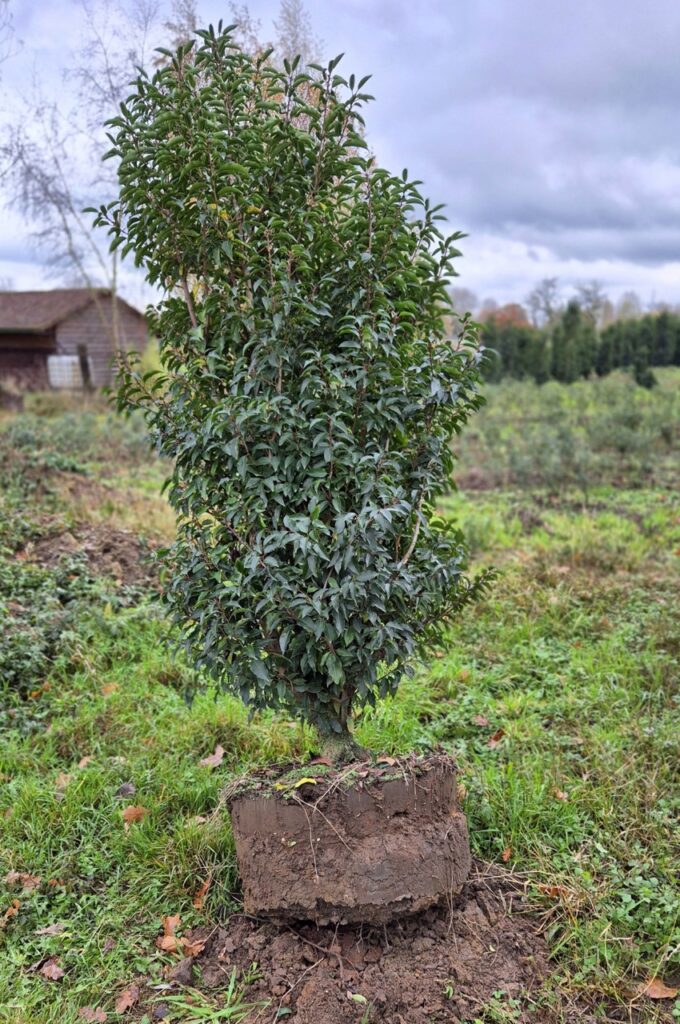 Resultaat KLR-650 met 65 cm spades