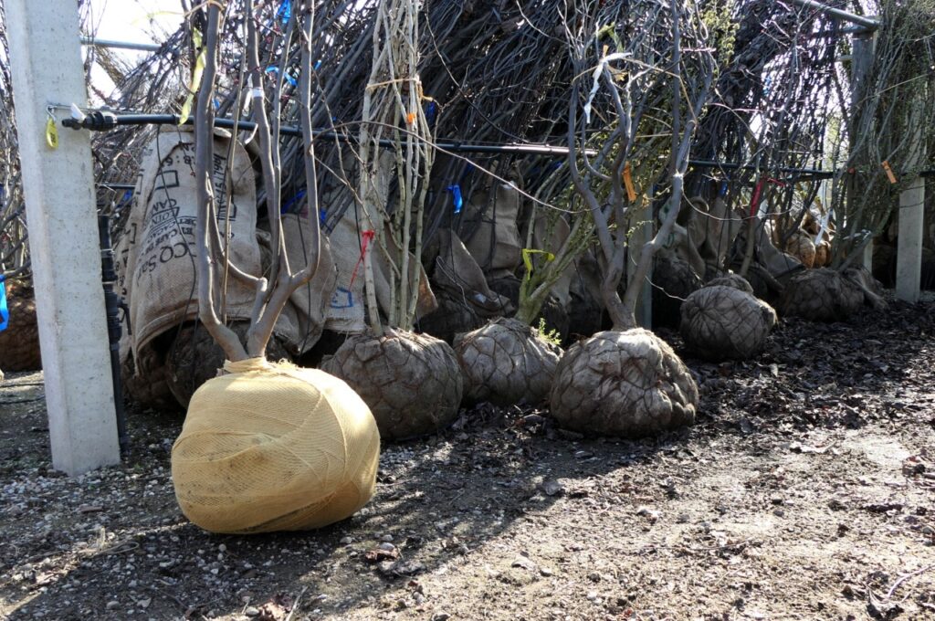 Resultaat meerstammig